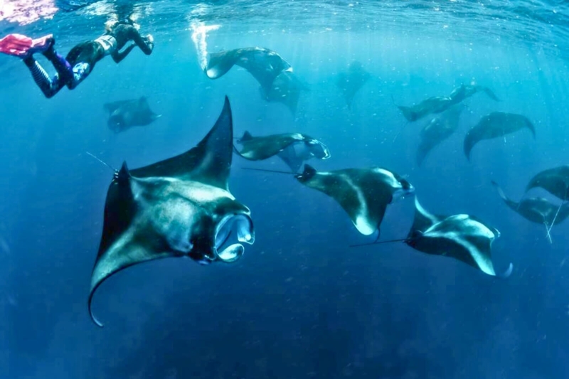 Manta Point Visits
